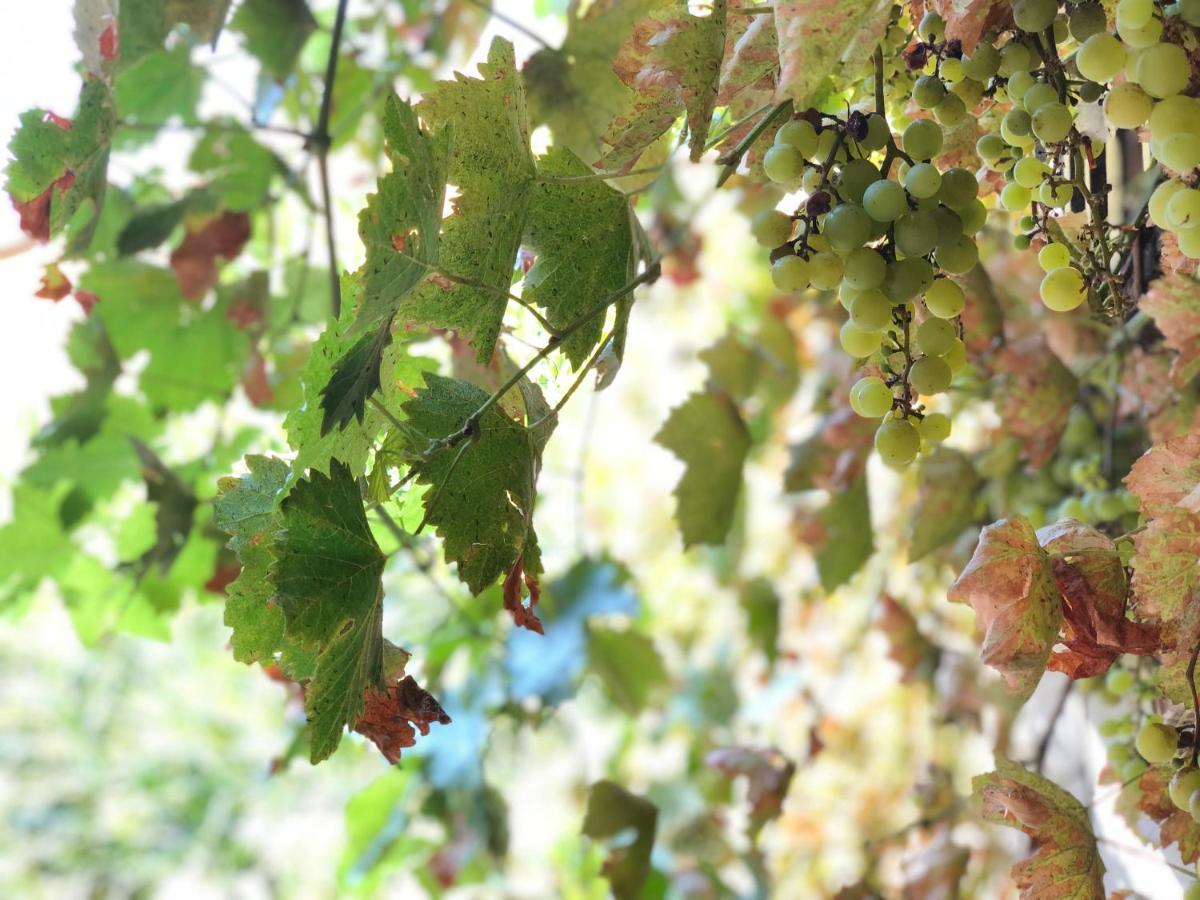 L'Antico Podere Soresina Esterno foto